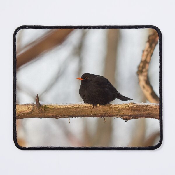 Item preview, Black one. Eurasian blackbird Winter 2026 designed and sold by Jouko Lehto Photography.