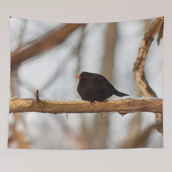 Item preview, Black one. Eurasian blackbird Winter 2026 designed and sold by Jouko Lehto Photography.