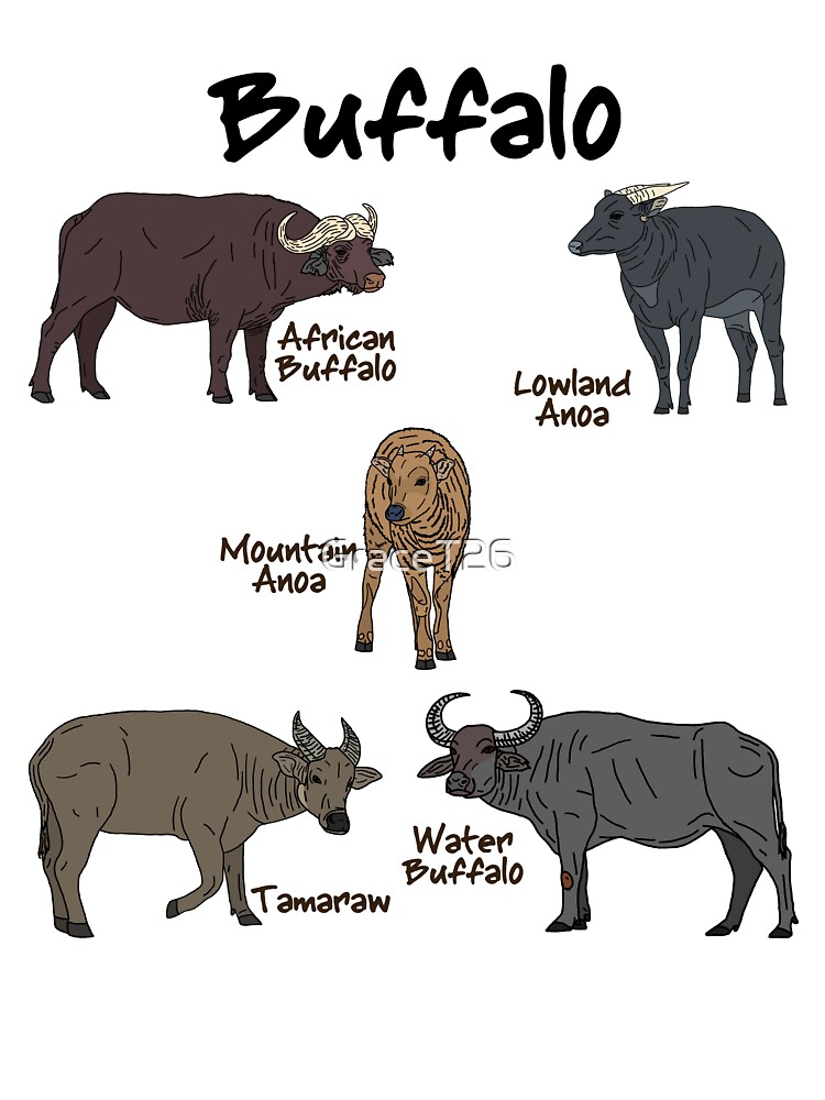 buffalo pictures for kids