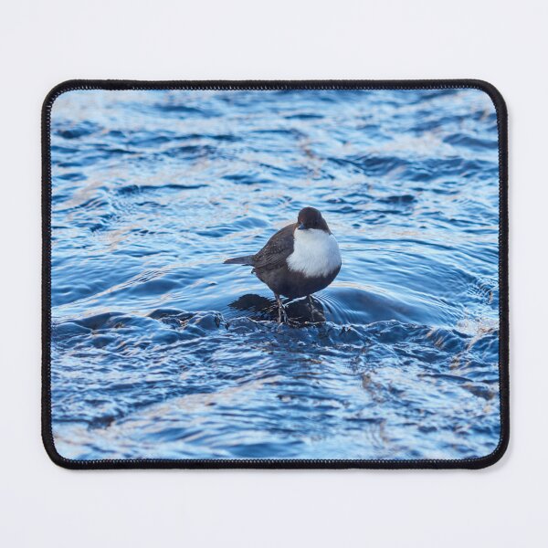 Item preview, White-throated dipper in blue.  Winter 2026 designed and sold by Jouko Lehto Photography.