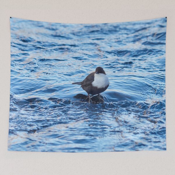 Item preview, White-throated dipper in blue.  Winter 2026 designed and sold by Jouko Lehto Photography.