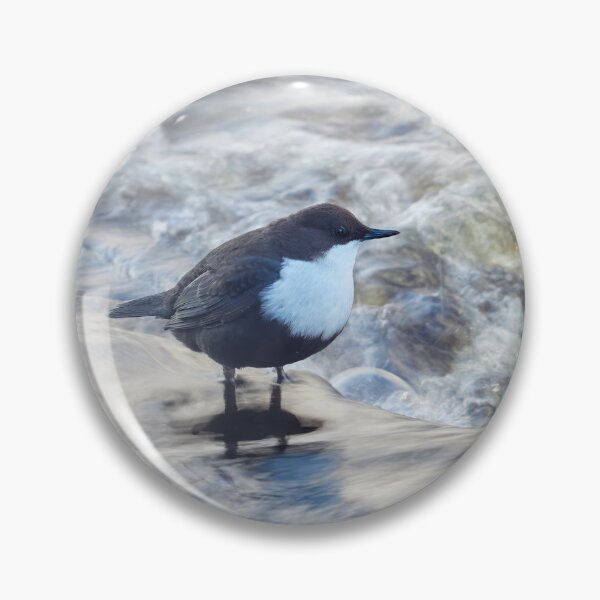 Item preview, Wild waters. White-throated dipper Winter 2026 designed and sold by Jouko Lehto Photography.