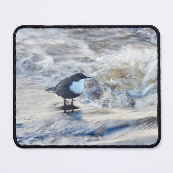 Item preview, Wild waters. White-throated dipper Winter 2026 designed and sold by Jouko Lehto Photography.