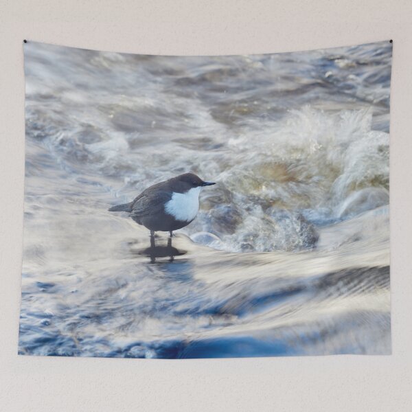 Item preview, Wild waters. White-throated dipper Winter 2026 designed and sold by Jouko Lehto Photography.