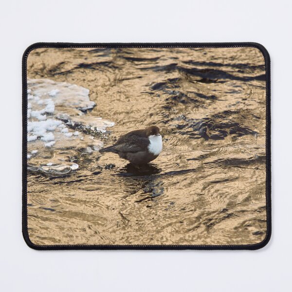 Item preview, Copper river. White-throated dipper Winter 2026 designed and sold by Jouko Lehto Photography.