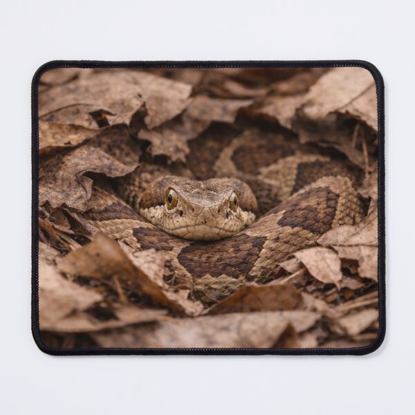 Item preview, Hidden Forest Viper designed and sold by Miryou.