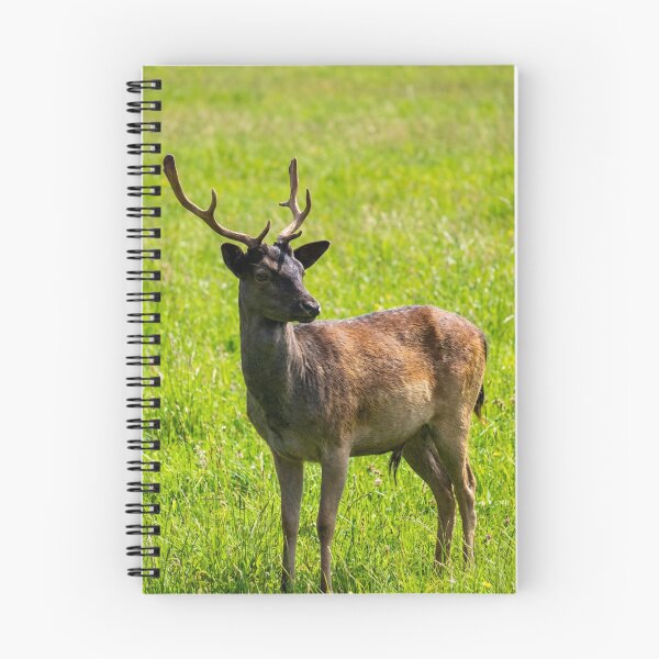 Item preview, Fallow deer designed and sold by missmoneypenny.