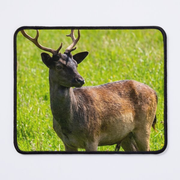 Item preview, Fallow deer designed and sold by missmoneypenny.