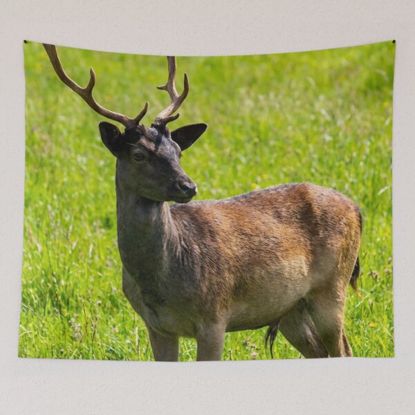 Item preview, Fallow deer designed and sold by missmoneypenny.