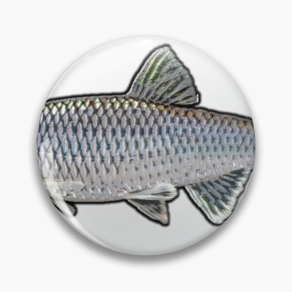 Item preview, Satinfin Shiner profile designed and sold by FergFish.