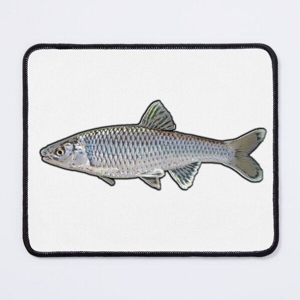 Item preview, Satinfin Shiner profile designed and sold by FergFish.