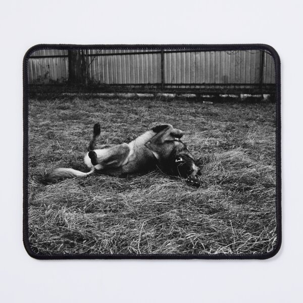 Item preview, Belgian Malinois Rolling in the Grass - Black and White Art designed and sold by BeyondInkwell.