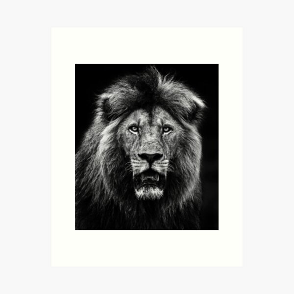 scratch board lion art