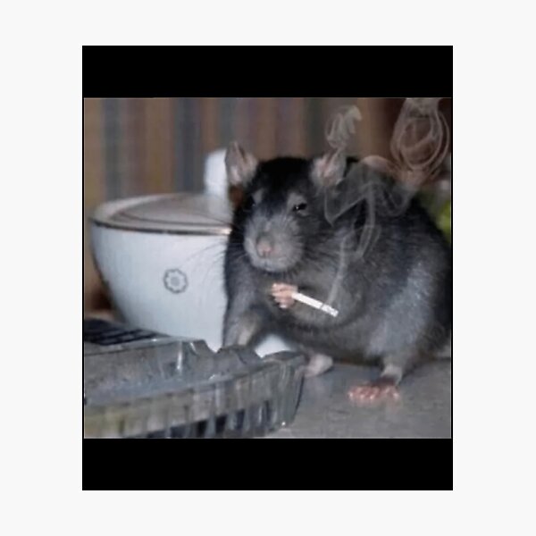rat smoking a cigarette Rat Smoking Wall Art for Sale