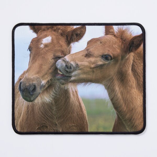 Item preview, Two Icelandic Foals Nuzzling designed and sold by PhotoArt by Joan Carroll.