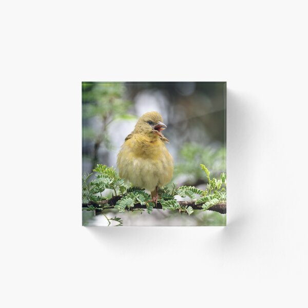 Item preview, Weaver Bird, tongue out & toes crossed designed and sold by HighEntorpyArt.