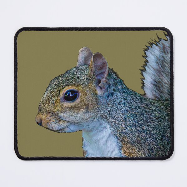 Item preview, Copy of Peek a boo Grey Squirrel designed and sold by Dalyndigital Photography.