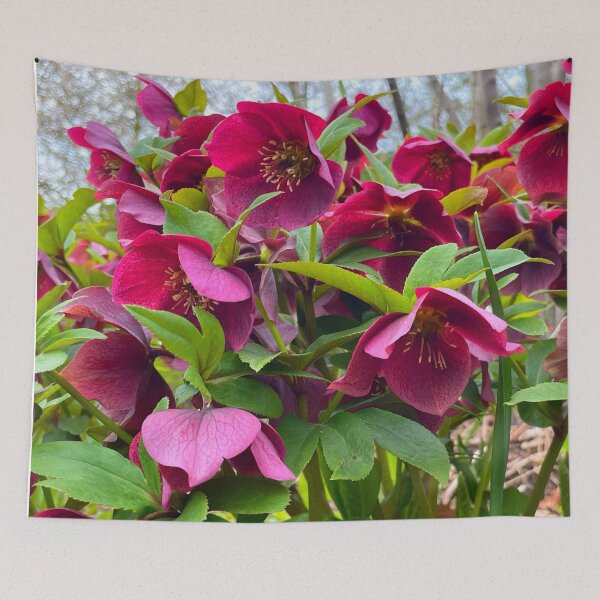 Item preview, Lenten Rose, pink Spring floral, Japanese gardens designed and sold by hollycooper.