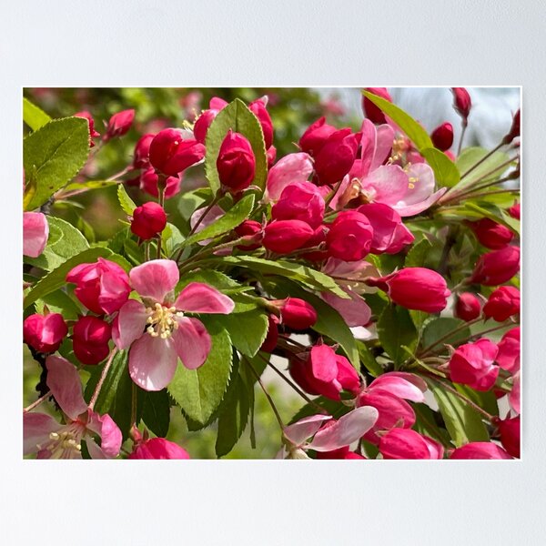 Item preview, Pink flower crabapple tree - pink cherry tree designed and sold by hollycooper.