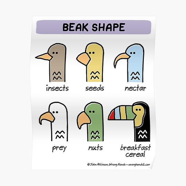 beak shape Poster