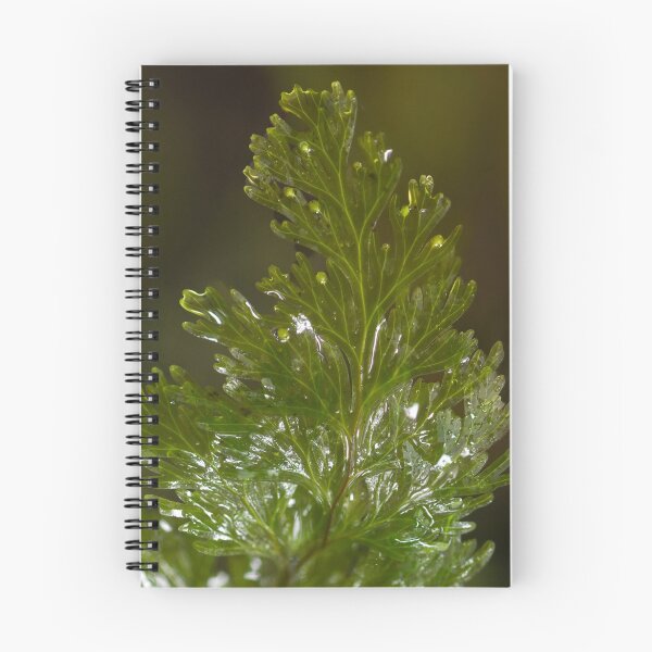 Item preview, Filmy fern designed and sold by GivernyKate.