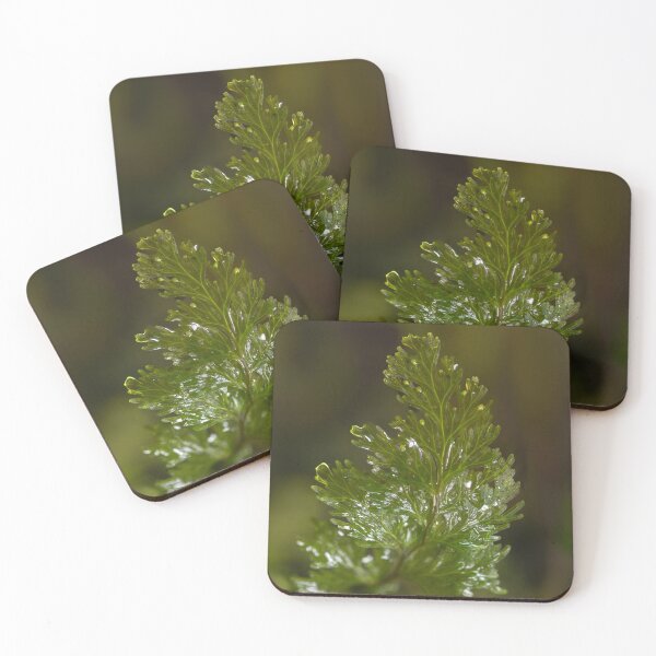 Item preview, Filmy fern designed and sold by GivernyKate.