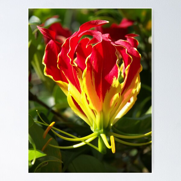 Flame Lily Filled Stitch Design - Petal Magic