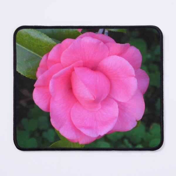 Item preview, Vibrant Pink Camellia with Shamrocks Hiding in the Background designed and sold by JoyousArt4u.