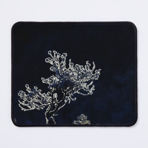 Item preview, 6.2.2026: Pine Tree in Morning Light designed and sold by Petri Volanen.