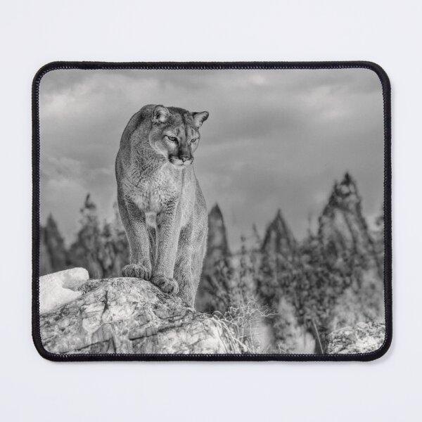 Item preview, Cougar walking on top of rocky mountain in the winter snow in black and white designed and sold by James Cumming.