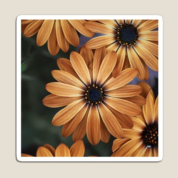 Aperçu de l'œuvre Éclat doré : Marguerites africaines en fleurs créée et vendue par Dreamy Armine Art.