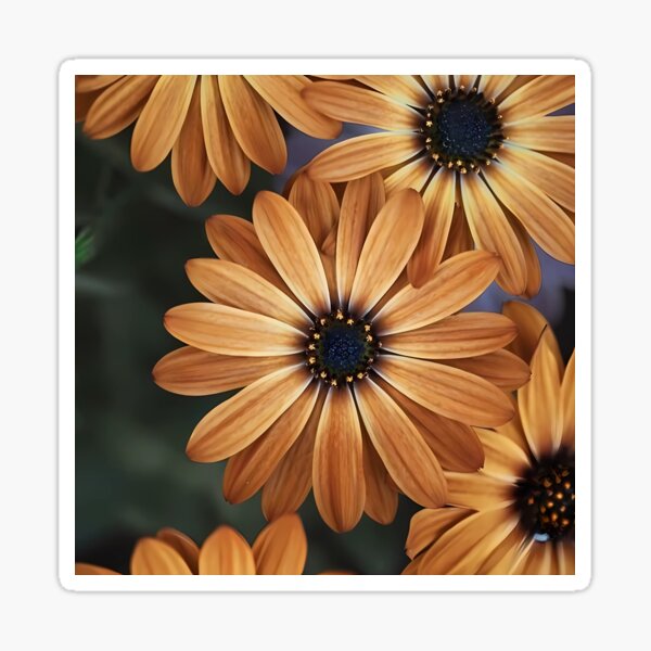 Item preview, Golden Radiance: African Daisies in Bloom designed and sold by Dreamy Armine Art.