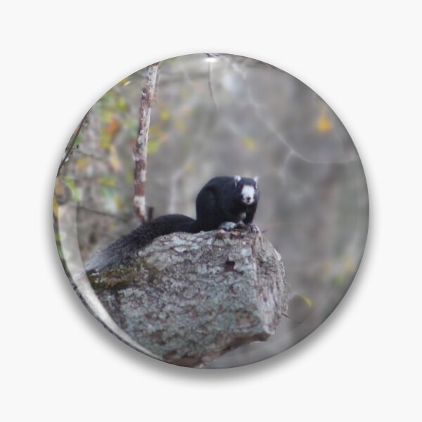 Item preview, Black Squirrel on a Tree Branch designed and sold by Cynthia48.