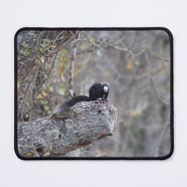 Item preview, Black Squirrel on a Tree Branch designed and sold by Cynthia48.