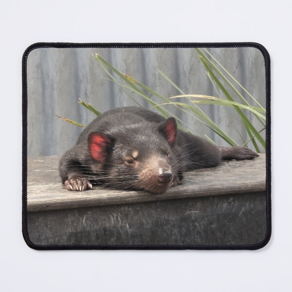 Item preview, Meet the Tasmanian Devil: Australia's Unique and Fierce Marsupial designed and sold by Photogenic Snap.