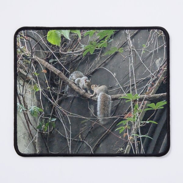 Item preview, Urban Wildlife: A Tender Squirrel Encounter Caught on Camera designed and sold by Photogenic Snap.