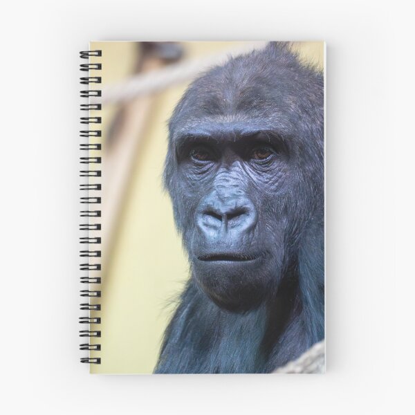 Item preview, Close-up portrait of a gorilla with an expressive face and dark fur. Detailed view highlights intelligent eyes and natural texture against a soft, blurred zoo or wildlife background.	 designed and sold by Alenus.