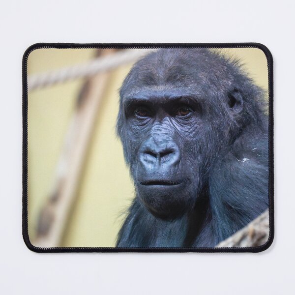 Item preview, Close-up portrait of a gorilla with an expressive face and dark fur. Detailed view highlights intelligent eyes and natural texture against a soft, blurred zoo or wildlife background. designed and sold by Alenus.
