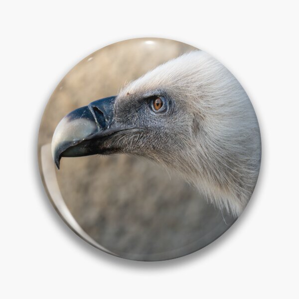 Item preview, Close-up portrait of a vulture with fluffy white head and curved beak, captured in soft natural light. Detailed wildlife bird image with shallow depth of field.	 designed and sold by Alenus.