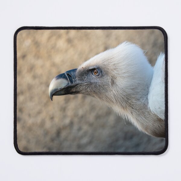 Item preview, Close-up portrait of a vulture with fluffy white head and curved beak, captured in soft natural light. Detailed wildlife bird image with shallow depth of field. designed and sold by Alenus.