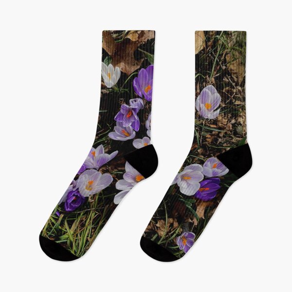 Item preview, Purple crocuses | Spring bulbs | white crocuses designed and sold by hollycooper.