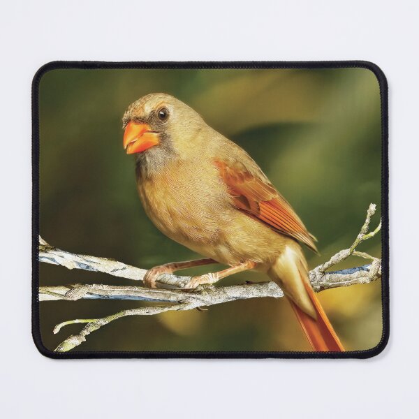 Item preview, The Female Cardinal designed and sold by Kay Brewer.