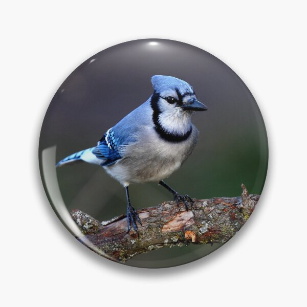 Item preview, Blue Jay designed and sold by James Cumming.