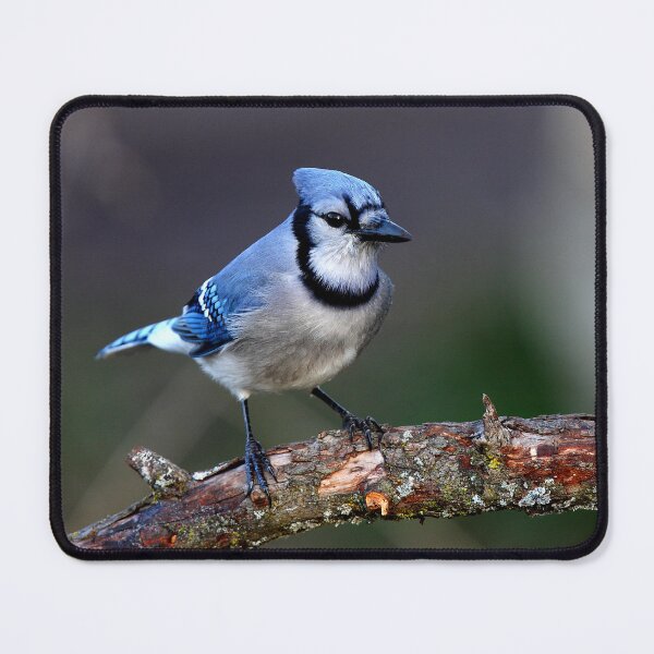 Item preview, Blue Jay designed and sold by James Cumming.