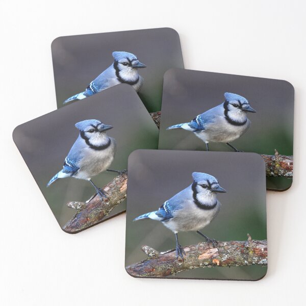 Item preview, Blue Jay designed and sold by James Cumming.
