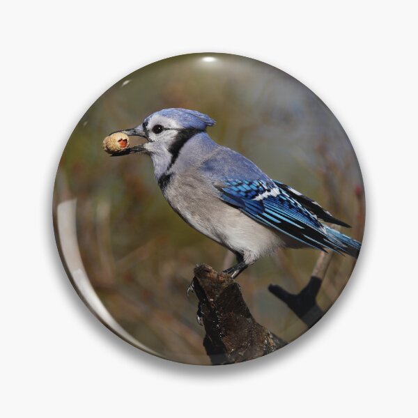 Item preview, Blue Jay designed and sold by James Cumming.