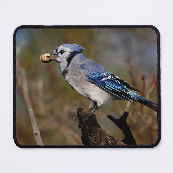 Item preview, Blue Jay designed and sold by James Cumming.