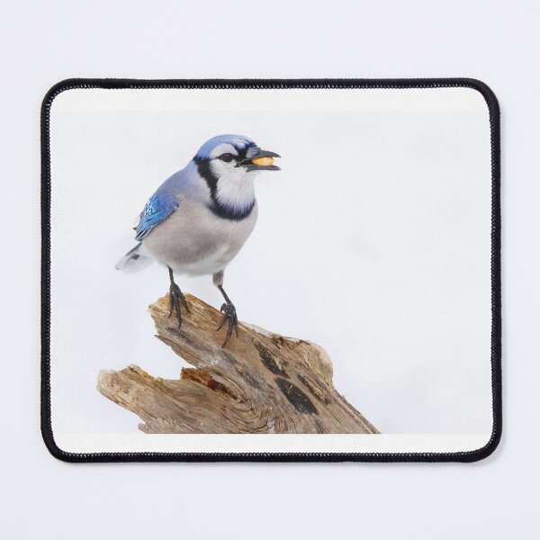Item preview, Blue on White - Blue jay designed and sold by James Cumming.
