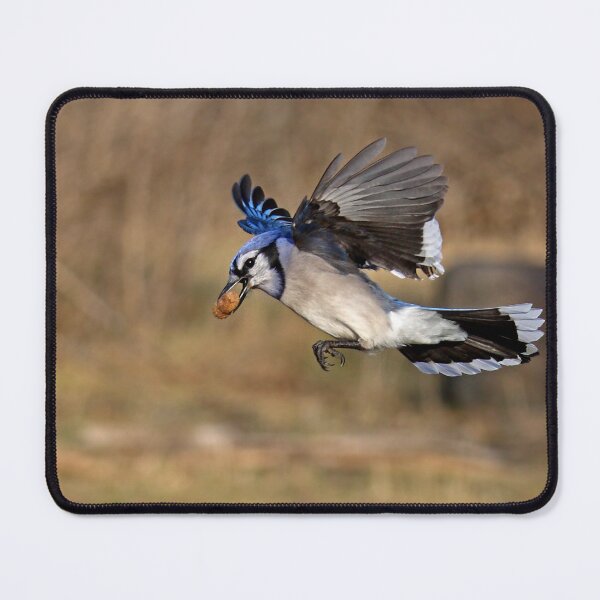 Item preview, Have nut - Will travel - Blue Jay designed and sold by James Cumming.