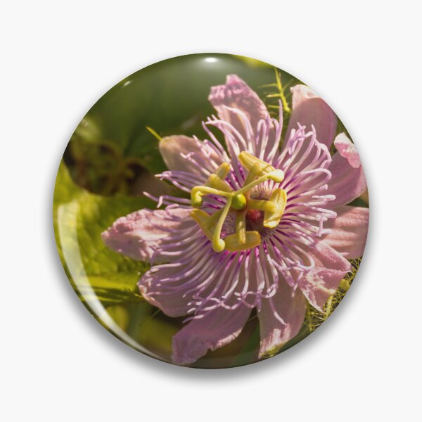 Item preview, Passionflower in the Sunlight designed and sold by Debra Martz.